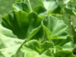 Pelargonium salmoneum leaves